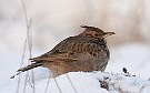 Crested Lark, At -15C, Finland 3rd of January 2009 Photo: Pasi Parkkinen