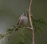 White-crowned Sparrow, USA 27th of April 2006 Photo: Thomas Riedel