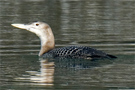 Yellow-billed Loon, 2cy, Austria 19th of January 2009 Photo: Leander Khil
