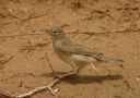 Eastern Olivaceous Warbler, Kuwait 2nd of May 2008 Photo: Frédéric Jiguet