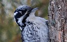Eurasian Three-toed Woodpecker, Female bird finding bugs from a dead pine, Finland 15th of February 2009 Photo: Pasi Parkkinen