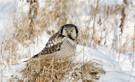 Northern Hawk-owl, Sweden 17th of February 2009 Photo: Johnny Salomonsson