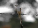 Scissor-tailed Flycatcher, Mexico 15th of January 2009 Photo: Lars Andersen