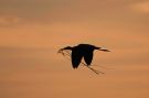 Sort Ibis, Helt sort ibis, Spanien 3. maj 2008 Foto: Jon Lehmberg