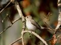 Asian Brown Flycatcher, Har hun mon set mig?, India 20th of January 2009 Photo: Solveig Østerø Schrøder