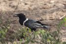 Pied Crow, Gambia 11th of February 2009 Photo: Thomas Maul