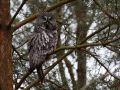 Great Grey Owl, Sweden 15th of March 2009 Photo: Tommy Holmgren