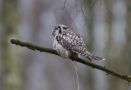 Northern Hawk-owl, Sweden 15th of March 2009 Photo: Johnny Salomonsson