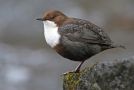 White-throated Dipper, dipper, Sweden 2009 Photo: Tomas Lundquist