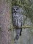 Great Grey Owl, Sweden 16th of March 2009 Photo: Klaus Dichmann