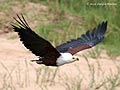 African Fish Eagle, South Africa 16th of December 2008 Photo: Jacob Dalsten Petersen