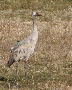 Common Crane, Anderledes udseende trane ?, Denmark 24th of March 2009 Photo: Axel Mortensen
