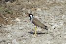Red-wattled Lapwing, India 13th of February 2009 Photo: Leif Høgh Olsen