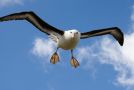 Sortbrynet Albatros, Coming in for landing with feet out to slow down., England 3. januar 2008 Foto: Allan Hansen