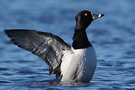 Ring-necked Duck, Adult male, Sweden 7th of April 2009 Photo: Daniel Pettersson