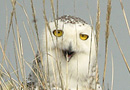 Snowy Owl, Med øjne så store som tekopper ...., Denmark 12th of April 2009 Photo: Allan Kjær Villesen