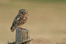 Little Owl, France 18th of May 2006 Photo: VASLIN Matthieu