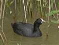 Red-knobbed Coot, Spain 8th of April 2009 Photo: Eva Foss Henriksen
