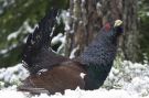 Western Capercaillie, Sweden 8th of February 2009 Photo: Thomas Bernhardsson