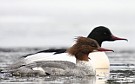 Common Merganser, Female and male, Finland 19th of April 2008 Photo: Pasi Parkkinen