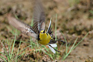 Citrine Wagtail, Collage, Greece 22nd of April 2009 Photo: Helge Sørensen
