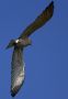 Short-toed Snake Eagle, Denmark 30th of April 2009 Photo: Poul Thrane