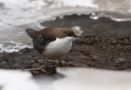 White-throated Dipper, Kyrgyzstan 14th of December 2008 Photo: Michael Westerbjerg Andersen