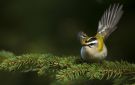 Common Firecrest, Sweden 4th of May 2009 Photo: Thomas Bernhardsson