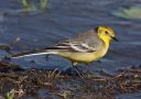 Citrine Wagtail, Kyrgyzstan 6th of May 2009 Photo: Michael Westerbjerg Andersen