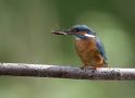 Common Kingfisher, Guldsmedelarver er bare guf!, Germany 11th of May 2009 Photo: Klaus Dichmann