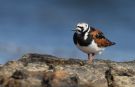 Ruddy Turnstone, Sweden 9th of May 2009 Photo: Daniel Pettersson