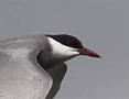 Whiskered Tern, Adult, Denmark 16th of May 2009 Photo: Erhardt Ecklon