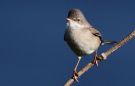 Common Whitethroat, Sweden 11th of May 2009 Photo: Johan Stenlund