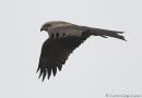 Black Kite, Denmark 17th of May 2009 Photo: Carsten Gørges Laursen
