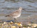 Great Knot, Korea (South) 22nd of April 2009 Photo: Jens Thalund