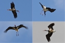 Black Stork, Forskellige landingsstrategier, Spain 13th of May 2009 Photo: Steen E. Jensen