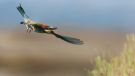 European Bee-eater, Diving into it's nest, Greece 23rd of May 2009 Photo: Daniel Pettersson