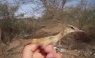 Great Reed Warbler, Israel 29th of April 2009 Photo: Simon Sigaard Christiansen