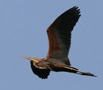 Purple Heron, To synlige øjne set nedefra., Spain 24th of May 2009 Photo: Hans Henrik Larsen