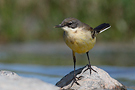 Western Yellow Wagtail, Female, Greece 24th of April 2009 Photo: Helge Sørensen