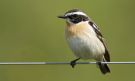 Whinchat, Sweden 4th of June 2009 Photo: Thomas Bernhardsson