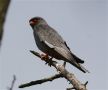 Red-footed Falcon,  han , Hungary 3rd of June 2009 Photo: Anne Navntoft