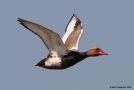 Red-crested Pochard, Spain 27th of May 2009 Photo: Bent Thøgersen