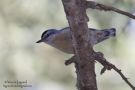 Algerian Nuthatch, Algerian photographic expedition by belgian birders, Algeria 2nd of June 2009 Photo: Vincent Legrand