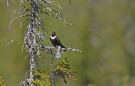 Ring Ouzel, Sweden 30th of May 2009 Photo: Tomas Lundquist