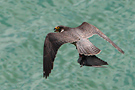 Peregrine Falcon, Adult with prey, Denmark 16th of June 2009 Photo: Helge Sørensen