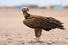 Lappet-faced Vulture, Egypt 23rd of May 2009 Photo: Simon Rosenkilde Waagner