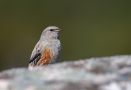 Alpine Accentor, Sweden 13th of May 2009 Photo: Mikael Nord