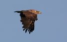 White-tailed Eagle, 3cy, Denmark 27th of June 2009 Photo: Bo Tureby
