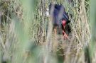 Western Swamphen, Spain 25th of May 2009 Photo: Leif Høgh Olsen